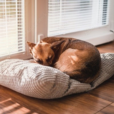 Schlafpositionen deines Hundes einfach erklärt