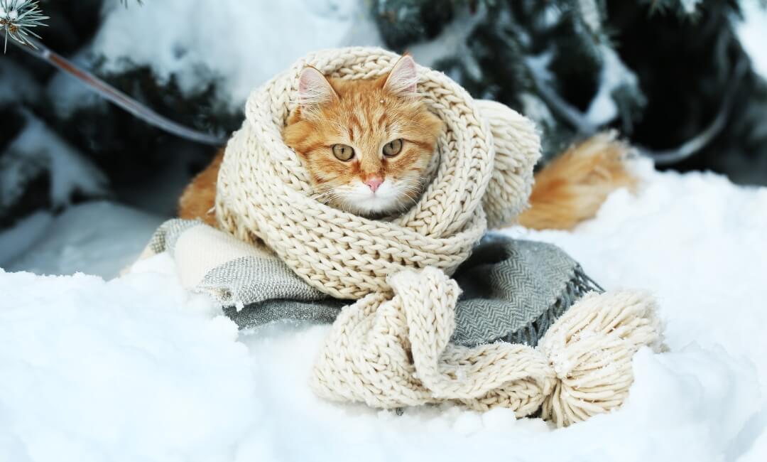 Können Katzen Im Winter Draußen Schlafen Katzen im Winter: 7 einfache Tipps