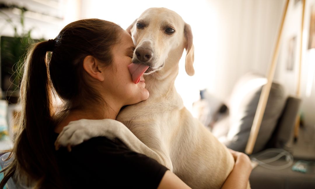 Warum Lecken Hunde Fe Ab