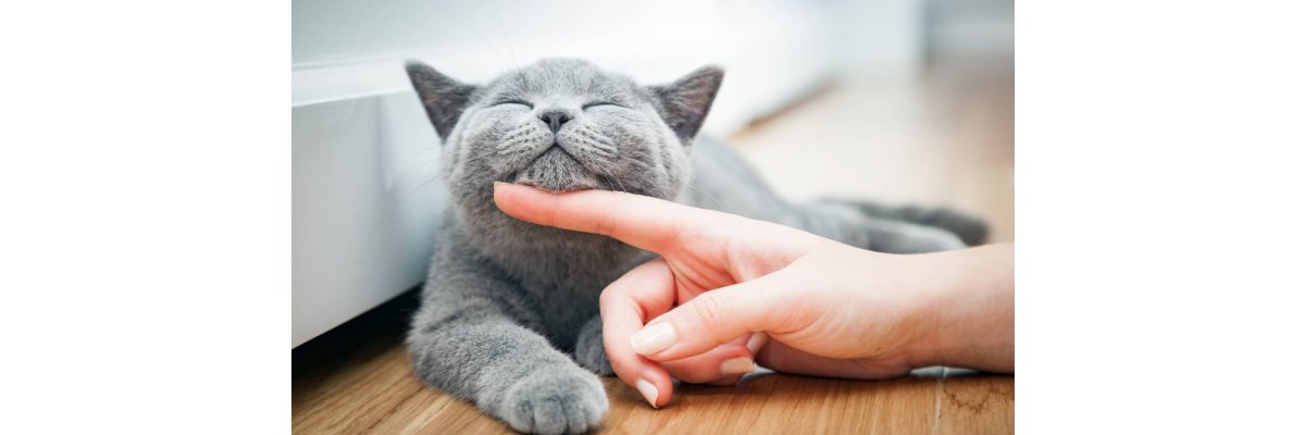 So bleibt deine Katze gesund! - 