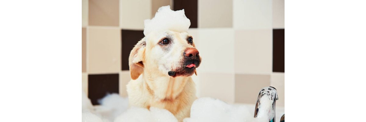Hundeshampoo Ratgeber - 