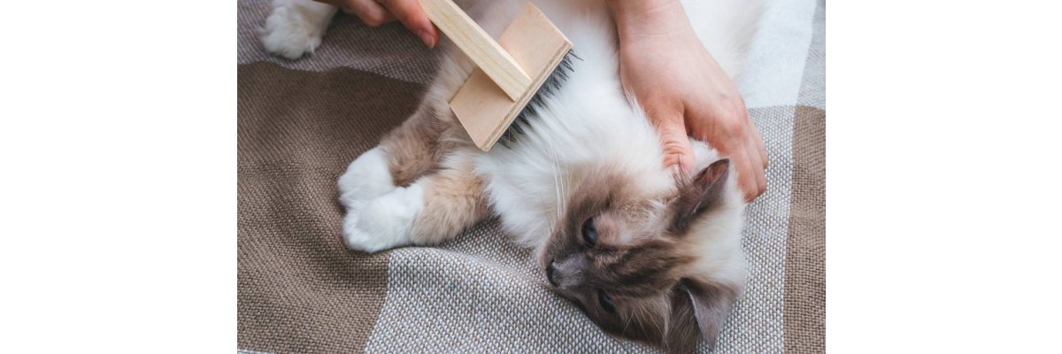 Deine Katze beim Fellwechsel unterstützen - Fellwechsel bei Katzen - Ein Ratgeber