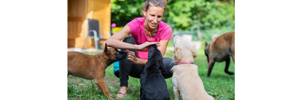 Welpentraining in den ersten Tagen - Welpentraining in den ersten Tagen