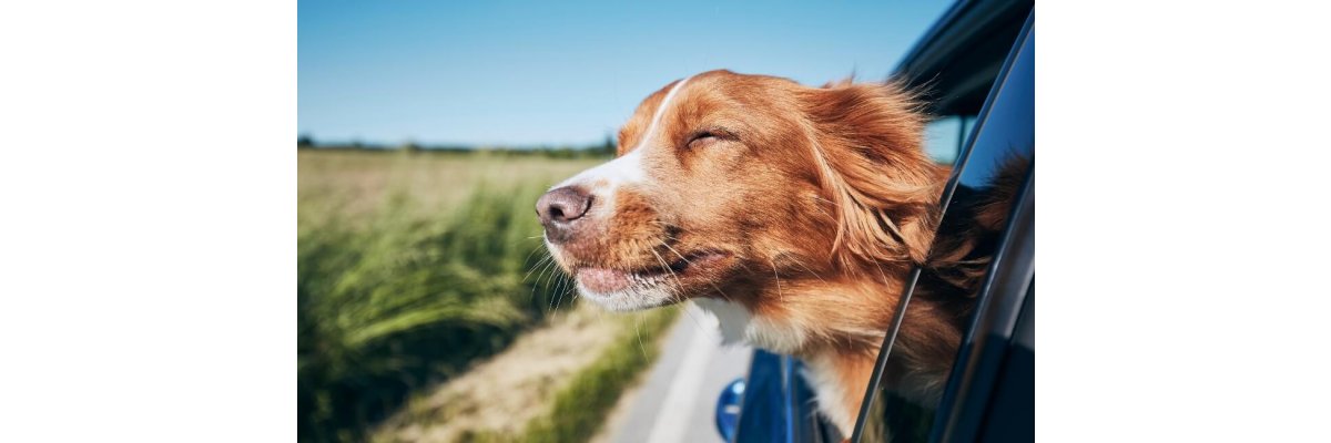 Reisen mit Deinem Hund