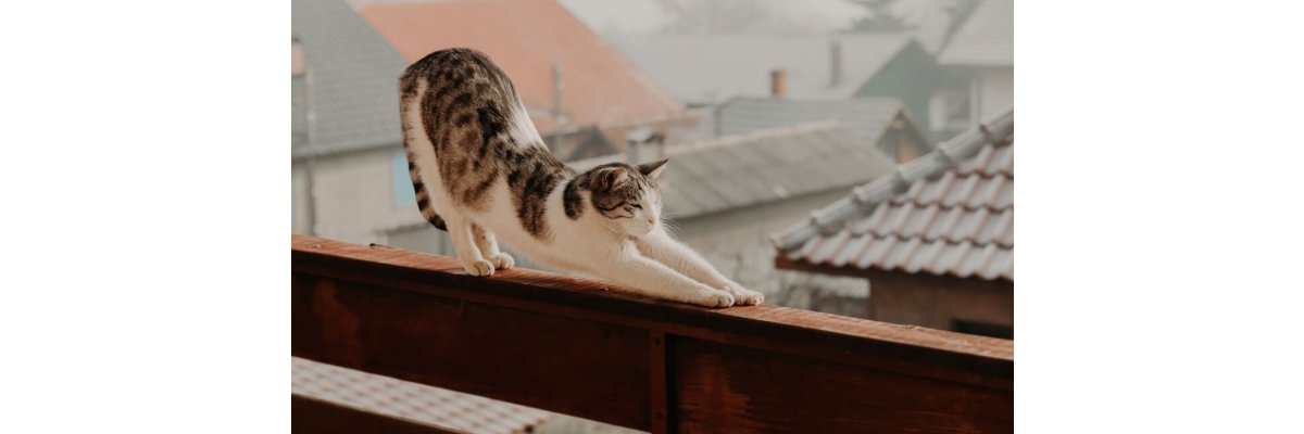 4 Tipps für den Balkonien-Urlaub mit Deiner Katze - 4 Tipps für den Balkonien-Urlaub mit Deiner Katze