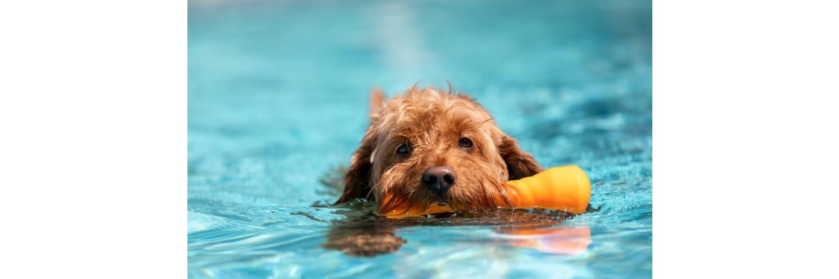 Hunde im Sommer - 4 Tipps für Dich und Deinen Hund