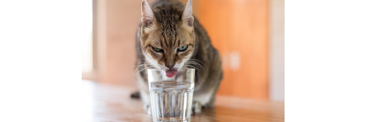 Ist Deine Katzen zu faul zum Trinken?
