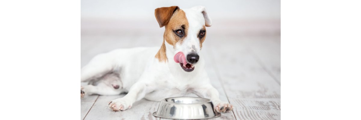 Futtermittelallergie bei Deinem Hund erkennen - Futtermittelallergie bei Deinem Hund erkennen
