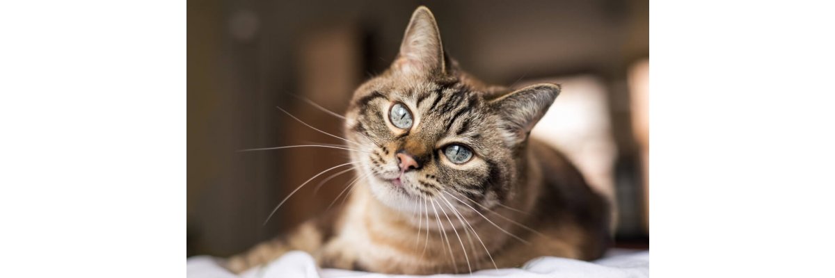 Unsere Checkliste für Deine Katzenanschaffung - Katze anschaffen: Was musst Du beachten?