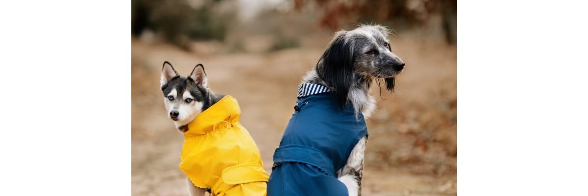 Regenmäntel für Hunde - So findest du den besten Regemantel für deinen Hund