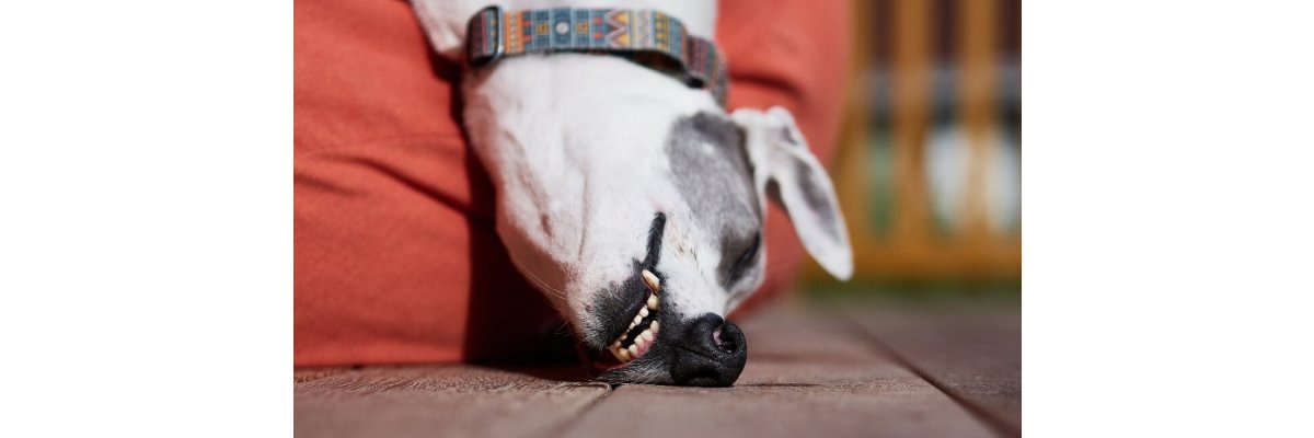 Schlafpositionen deines Hundes einfach erklärt - Schlafpositionen deines Hundes einfach erklärt