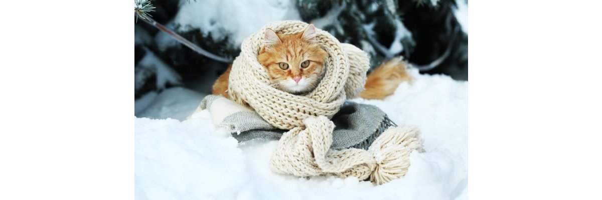 Katzen im Winter: 7 einfache Tipps - Katzen im Winter: 7 einfache Tipps