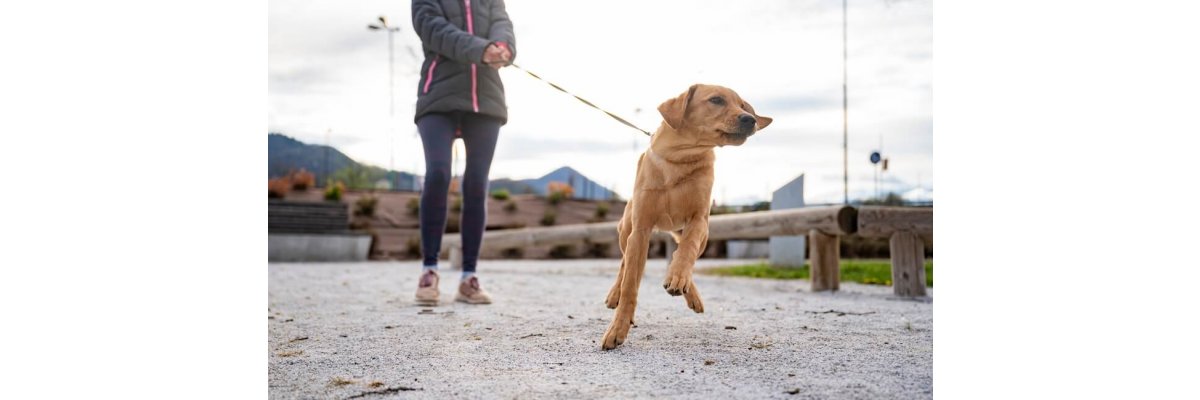 Leinenpflicht für Hunde in der Brut- und Setzzeit - Leinenpflicht für Hunde in der Brut- und Setzzeit | Fellby