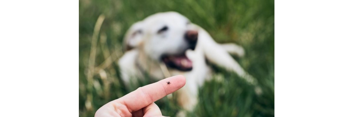 Hunde und Katzen vor Zecken schützen