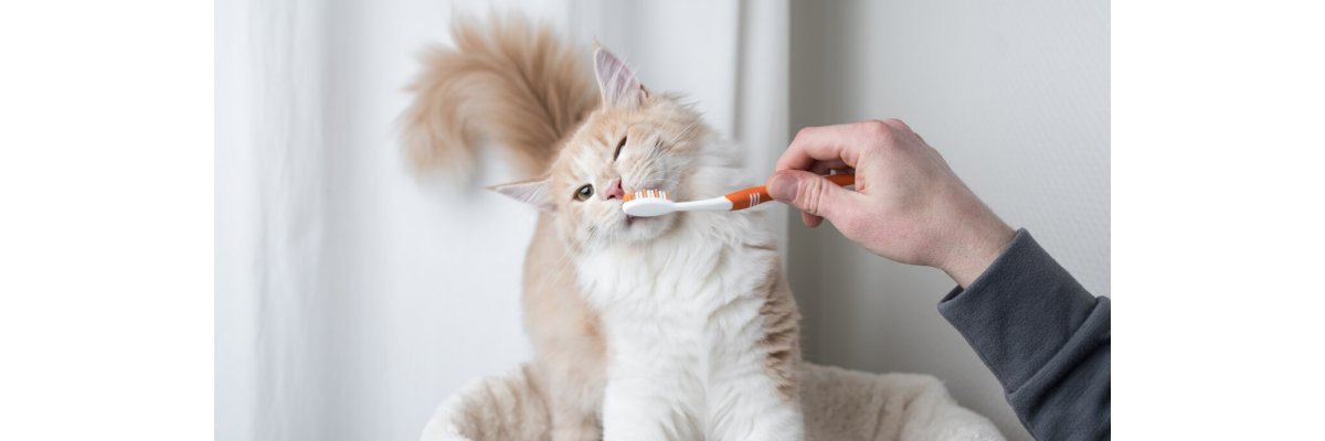 Zahngesundheit bei Katzen