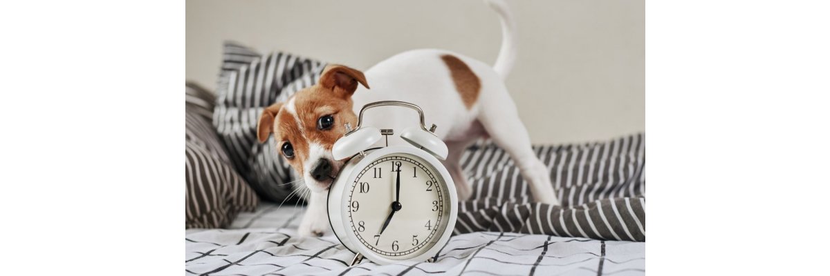 Wer hat an der Uhr gedreht – Haben Hunde ein Zeitgefühl?