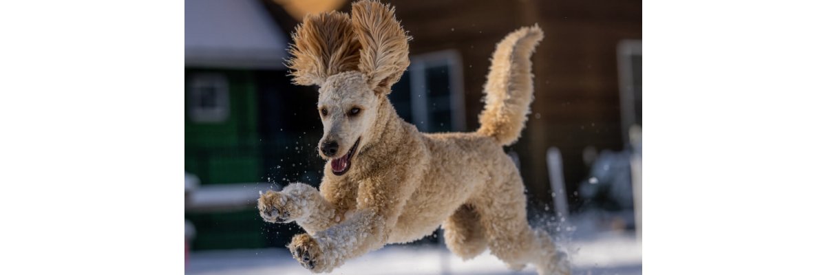 Winterliche Sorge: Wann friert mein Hund und wie schütze ich ihn vor Kälte?