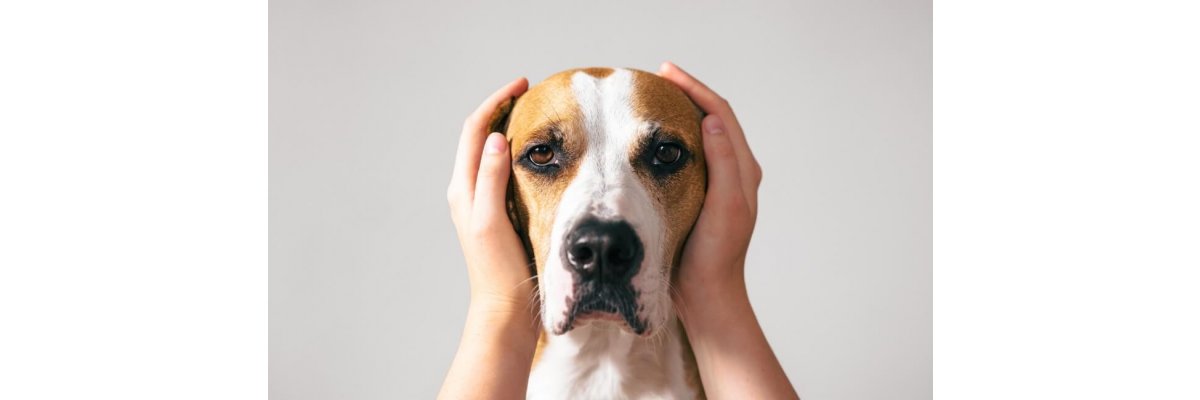 Können Hunde weinen?  - Können Hunde weinen? Ein Blick in die emotionale Welt unserer treuen Gefährten