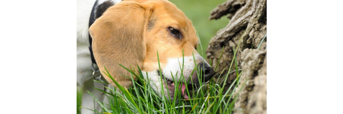 Warum fressen Hunde Gras? 