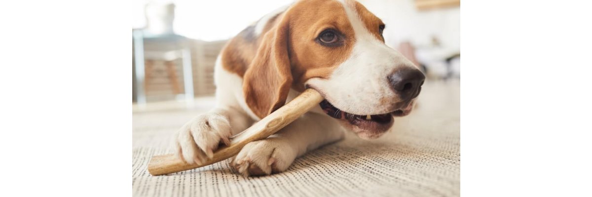 Kauspielzeuge für Hunde: Zahnpflege-Hilfe oder unterschätzte Gefahr?