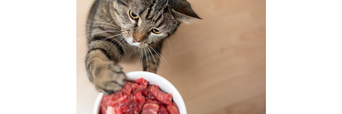 Wie oft sollte ich meine Katze füttern? Ein Leitfaden für Katzeneltern - Wie oft sollte ich meine Katze füttern? Ein Leitfaden für Katzeneltern