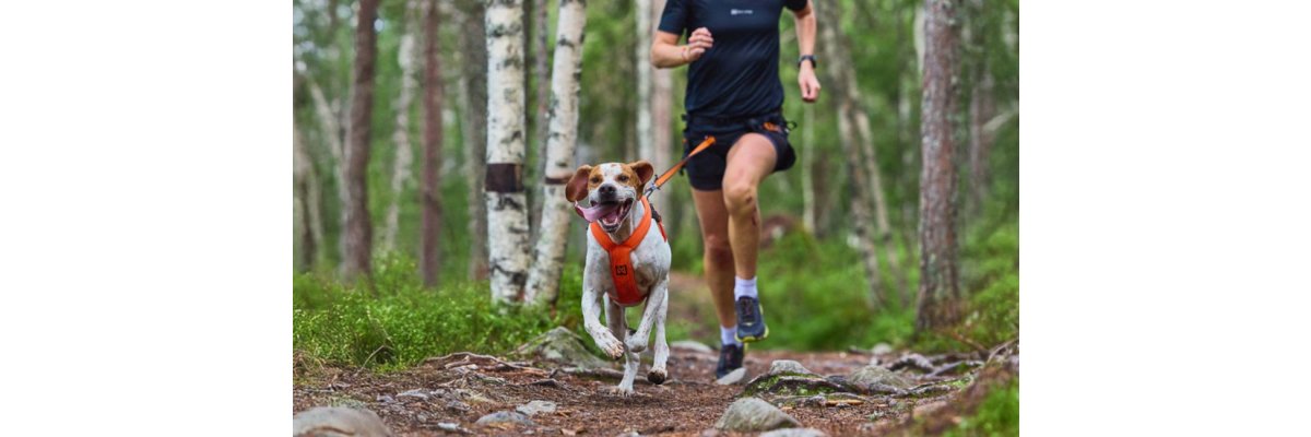 Canicross starten: Die beste Ausrüstung für Joggen mit Hund