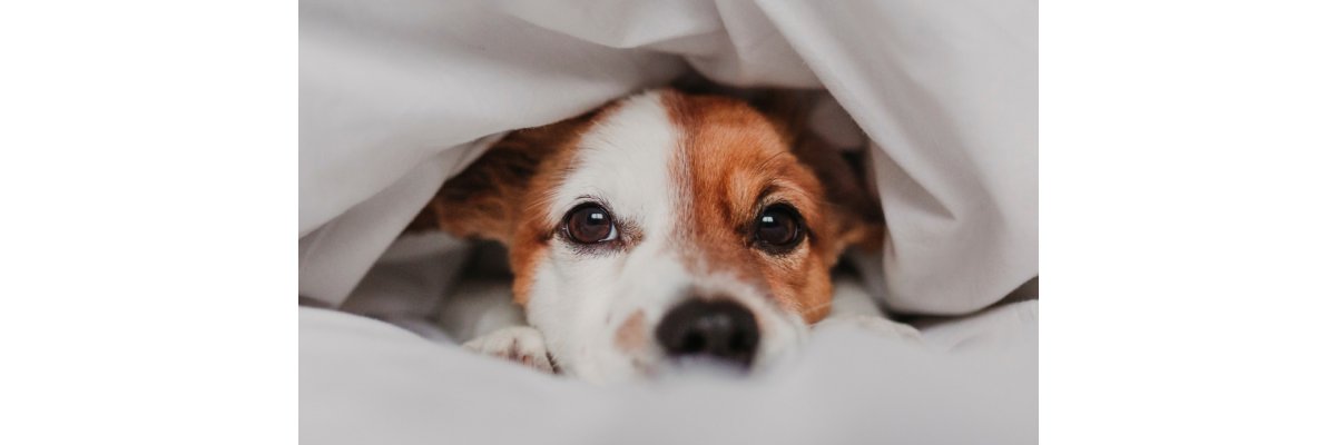 Hund an Silvester beruhigen: Ablauf &amp; Checkliste