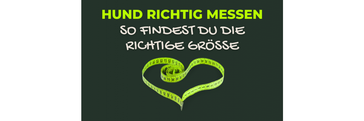 Hund richtig messen - der komplette Größen-Guide für Hunde