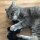 CATLABS Katzenspielzeug Flauschige Fledermaus mit Baldrianwurzel