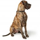 Hunter Halsung mit Kette Aalborg Schwarz 50 cm/M-L