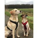 WowWow Hundegeschirr mit integrierter Leine Harness Rot