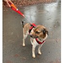 WowWow Hundegeschirr mit integrierter Leine Harness Rot L - Brustumfang 67-98 cm / Halsumfang 54-92 cm