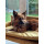 Silvio Design Tiersofa Tender Ockergelb