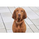 Das Lederband Hundehalsband Toronto Cognac