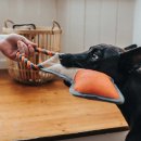 Hunter Hundespielzeug Tough Pombas Frosch