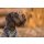 Das Lederband Hundehalsband Boston Mocca B 30 mm / L 50 cm