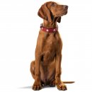 Hunter Halsband Swiss Rot/Schwarz M-L (60 cm)