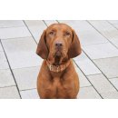 Das Lederband Hundehalsband Toronto Cognac B 25 mm / L 30 cm