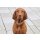 Das Lederband Hundehalsband Toronto Cognac B 25 mm / L 30 cm