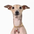 Tinklylife Halskette für Hunde Fuchs