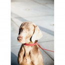 Kentucky Dogwear Hundehalsband gekn&uuml;pftes Nylon Bordeaux L 62cm