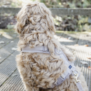 Kentucky Dogwear Hundegeschirr Aktiv Velvet Beige