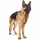 Hunter Maulkorb Albury Schwarz 4