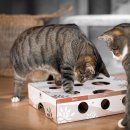CanadianCat MagicBox Intelligenzspielzeug für Katzen