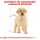 ROYAL CANIN Labrador Retriever Puppy Welpenfutter trocken 12 Kg