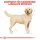 ROYAL CANIN Labrador Retriever Adult Hundefutter trocken 12 Kg