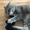 CATLABS Katzenspielzeug &quot;Flauschige Fledermaus&quot; mit Baldrianwurzel