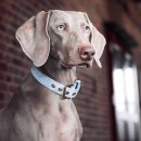 William Walker Leder Hundehalsband Hellblau L (43cm-52cm