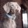 William Walker Leder Hundehalsband Hellblau L (43cm-52cm