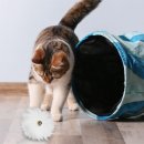 Kater Kasimir Katzenspielzeug Fellball Katzenball